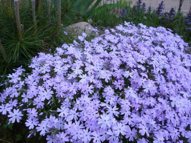 Lilac phlox eiland (de meeste foto's zijn afkomstig uit het Internet)