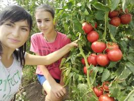 Tomaten in de tuin zal niet vet te mesten en verhoging van de vruchten. 4 superprioma!