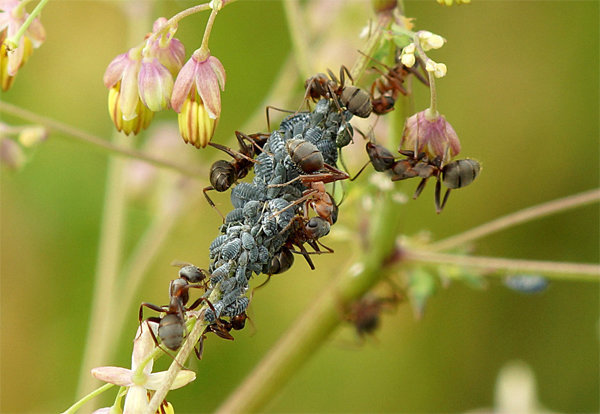 Bladluizen en mieren - frequent metgezellen van elkaar! Foto voor het artikel uit de gratis toegang tot internet.