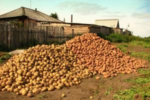Aardappelen worden opgeslagen in een 2 keer beter: wat te doen na de oogst