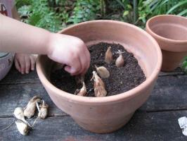 Hoe wordt aristocraat snijders groeien in de tuin