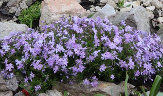 Phlox styloid Emerald Cushion Blue