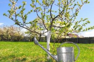 Spring bevruchten appelbomen voor overvloedig vruchtlichamen.
