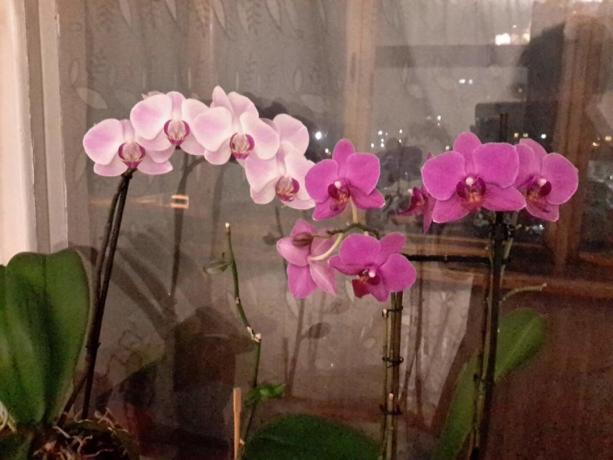 Een deel van mijn verzameling van Phalaenopsis in een appartement. Ik baad ze dip!