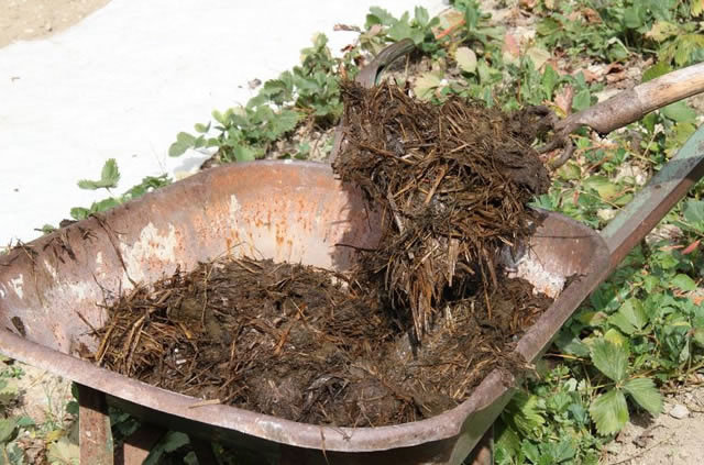 Verteerde mest - een favoriete plek voor medvedok. Gebruik het in de val als aas (parazit.guru)