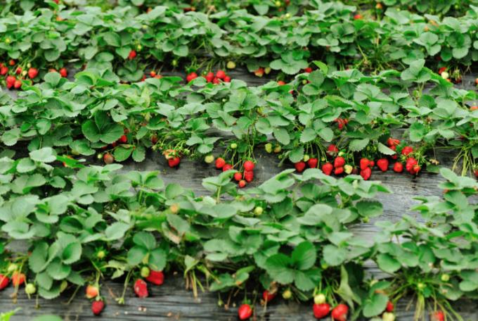 Strawberry plantage afgunst! (Isons.com)