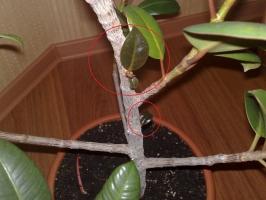 Vorm een ​​kroon op de ficus correct