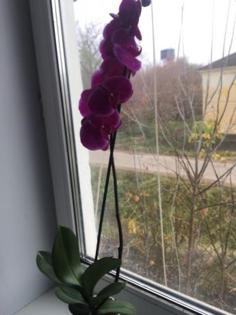 Na een goede fit mijn orchidee onmiddellijk bloeide