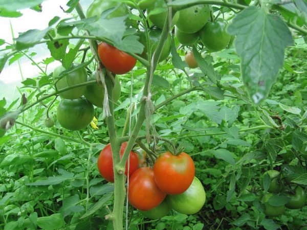 Giet tomaten in de kas. Foto's in het artikel van het internet