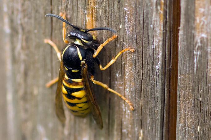 Hoe zich te ontdoen van de wespen, als de korf niet kan worden gevonden? | ZikZak