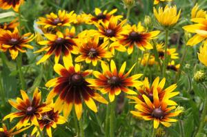 5 beste vaste planten "voor de luie" met de prachtige bloemen