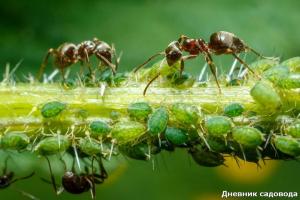 Het wegwerken van mieren met jodium