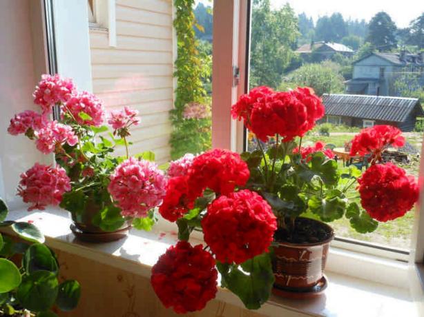 Met de komst van warmte vaak geranium moet worden besproeid wanneer droogt de bovenste grondlaag. Het water uit het carter noodzakelijk samen te voegen! Bekijk: http://internet2u.ru/