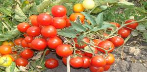 De beste rassen van tomaten ondermaats voor de teelt in het open veld.