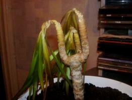 Bevroren mooie Dracaena? Saving Rasen samen