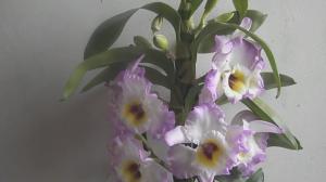 5 factoren die van invloed bloeiende Dendrobiums