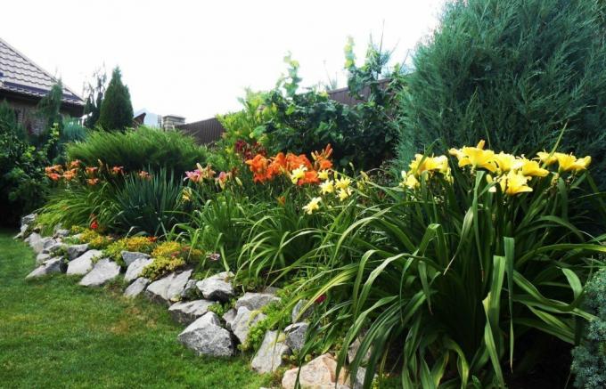 Mooie bloem bed langs het hek: daylilies in harmonie met grotere buren