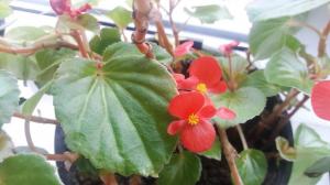 De basisregels van de zorg voor begonia's thuis