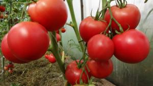 Kunstmatige bestuiving van tomaten kan de opbrengst te verhogen met 2 keer