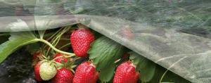 Hoe beter te verbergen aardbeien in de winter?