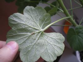 Welke ziekten en plagen zijn gevaarlijk voor geranium