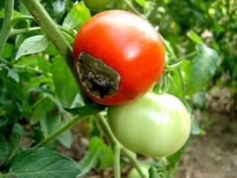 Hoe om te gaan met de apicale rot op tomaten, en waarom het lijkt.
