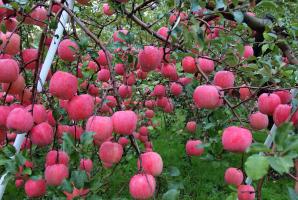 Waarom een ​​appelboom vruchten draagt ​​elk jaar.