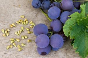 Kan ik eet druiven met zaden en hoe ze invloed op het lichaam