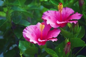 Hibiscus syriacus: hoe om te groeien en zorg