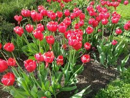 5 voorkomende fouten bij de teelt van tulpen, waarvan 50% van de kwekers mogelijk