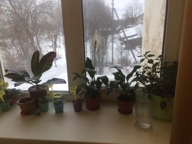 Potplanten op de vensterbank in mijn slaapkamer. Drie van hen zal binnenkort afscheid nemen!