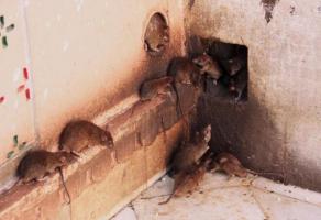 Hoe de muizen voor altijd te vernietigen in een vakantiehuis