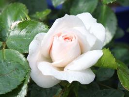 5 dingen verpesten een roos in de tuin