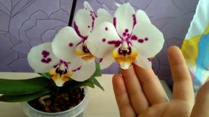 Is het mogelijk om in het huis orchidee te houden