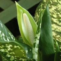 Blossoms dieffenbachia thuis