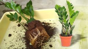 Hoe de Zamioculcas (Dollar Tree) huis transplanteren