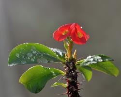 Euphorbia (wolfsmelk) - tips voor het onderhoud