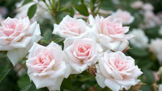Geurende rozen in de tuin (foto -desktopwallpapers4.me)