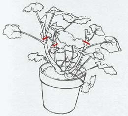Voorbeeld snoeien jonge geranium met asienda.ru website