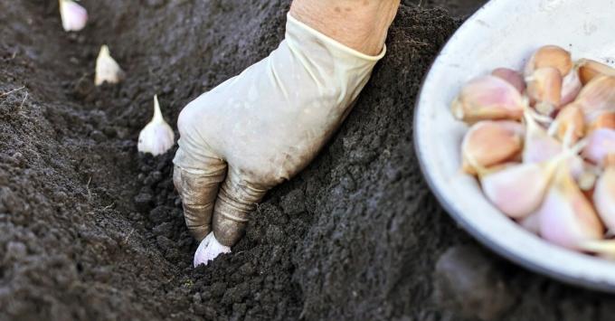 Het is belangrijk om te planten knoflook is niet te vroeg (zodat het niet ontkiemen en niet leek gevangen door vorst) en late (zodat u de tijd om wortel te schieten en te groeien sterker te hebben). Agronomen genoemd gemiddelden - 35-45 ° C bestand tegen vorst. Daarom laten leiden door het weer in uw regio