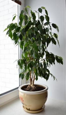 Kijk! Dit is mijn Ficus benjamina. U kunt het op prijs stellen of vragen te stellen in de comments