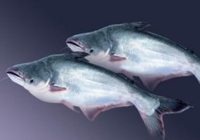 Pangasius vis: de goede en de recensies