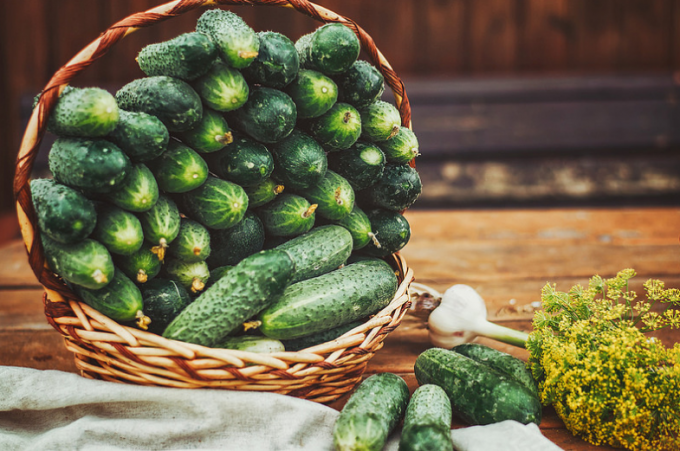 Een rijke oogst van komkommers moet vruchtbaar en losse aarde, matige drenken, beluchting, bemesten, mulchen.