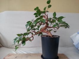 Waarom niet groeien Ficus benjamina en wat te doen in dit geval,