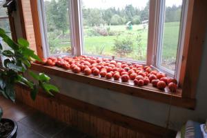Pour-ka 4 juiste manieren om de snelheid rijping tomaten op de vensterbank