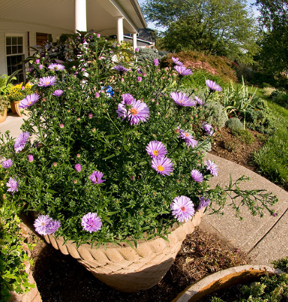 Asters in een bloempot