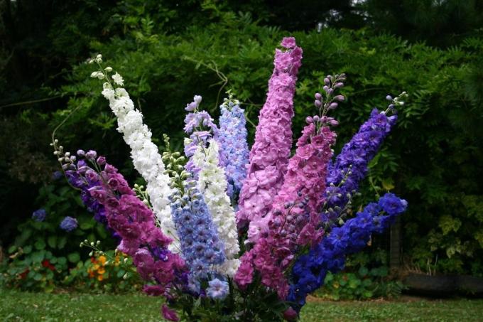 ridderspoor bloemen 50-80 aangebracht op een piek