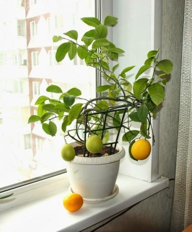 Lemon kan worden gekweekt uit zaden. Bekijk: http://landshaftportal.ru/wp-content/uploads/2017/08/Limon-65.jpg