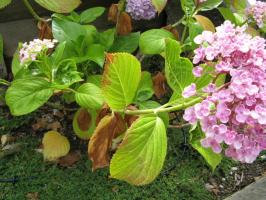 Waarom bladeren geel hortensia's en hoe ze te genezen