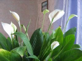 5 grof en veel voorkomende fouten in de verzorging van Spathiphyllum